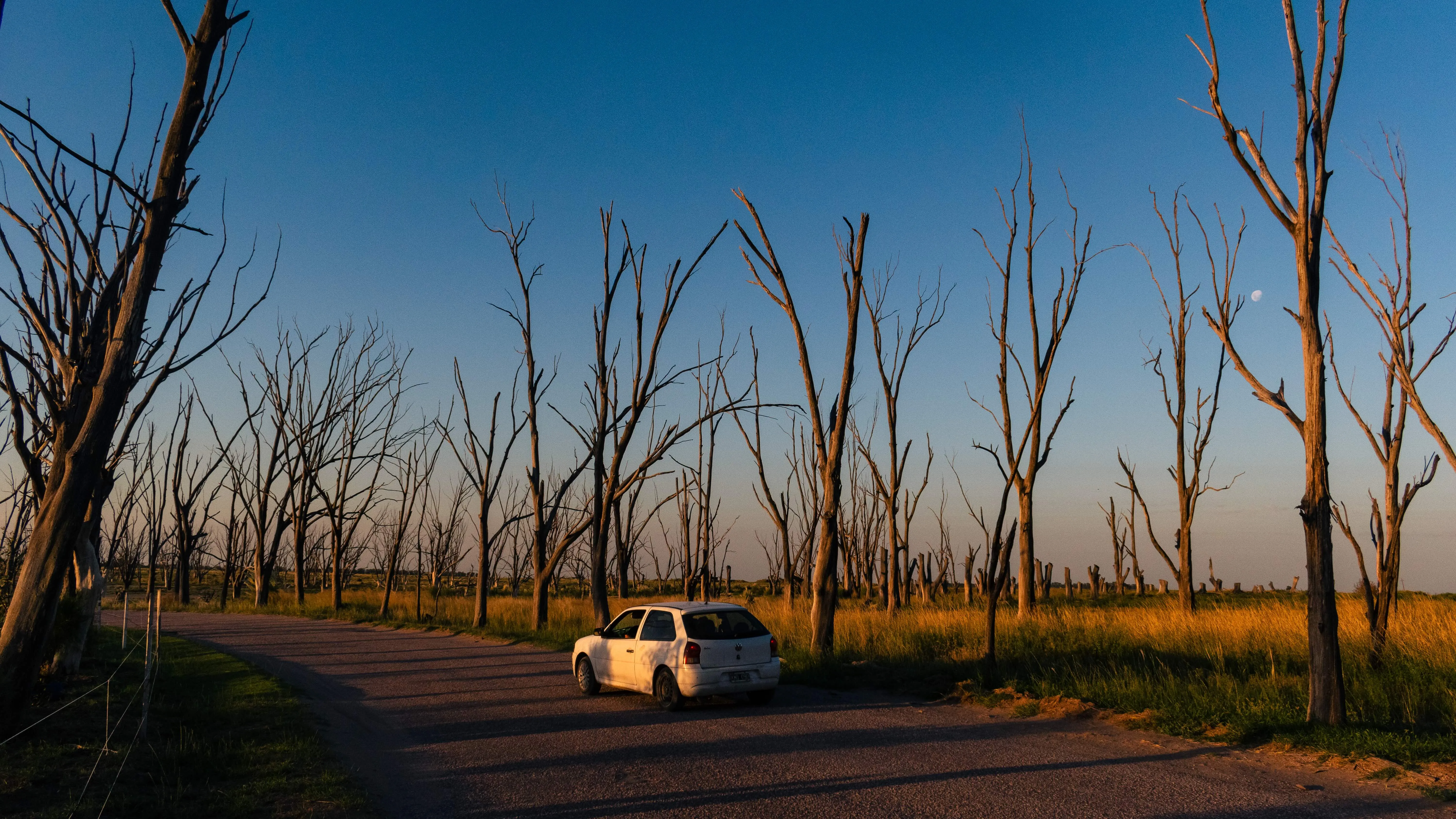 Car driving through barren trees